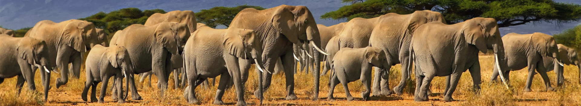 Tanzanie éléphants