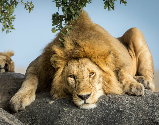 Lion Tanzanie